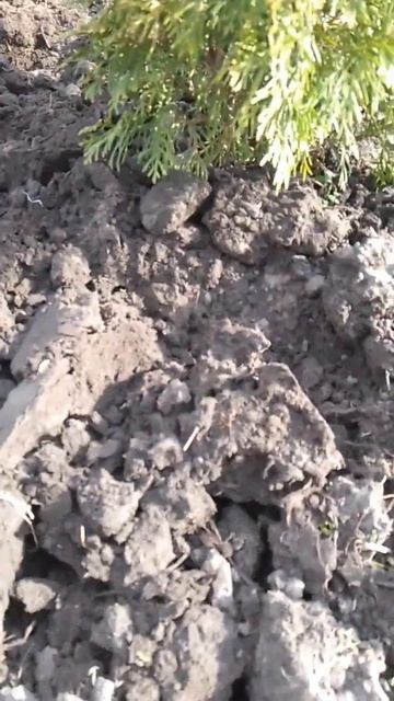 Туя борьба с вредителями #садоводство #туя #хвойные смотреть онлайн