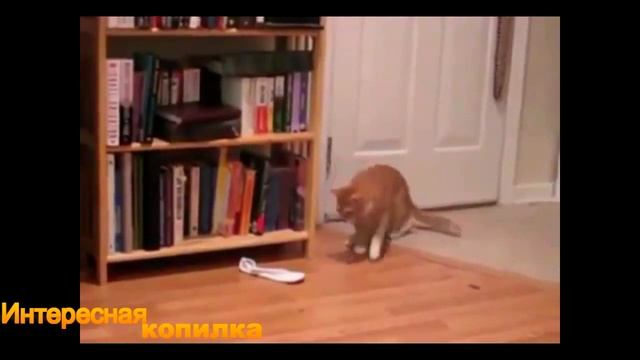 Приколы. Коты очкуют   УГАР.   ИСПУГ