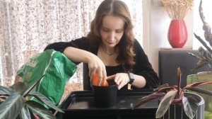 ПЕРЕСАДКА МАРАНТОВЫХ НА ФИТИЛЬНЫЙ ПОЛИВ. Калатея ланс