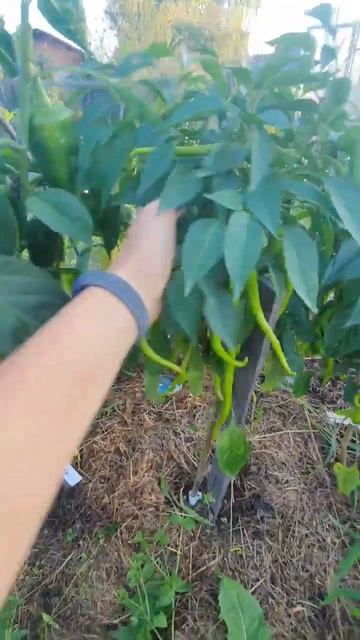 Перец Турецкие змеи. технической спелости достиг. жде?