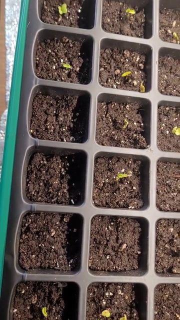 Всход редиса ч.2 смотреть онлайн