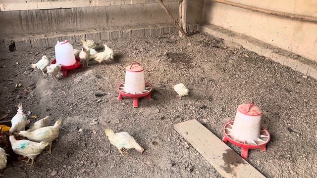 Выращивание цыплят в домашних условиях, сегодня цыпля смотреть онлайн