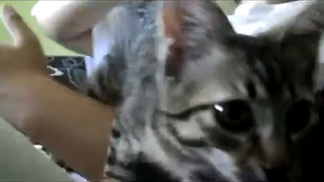 Кот любит хип хоп