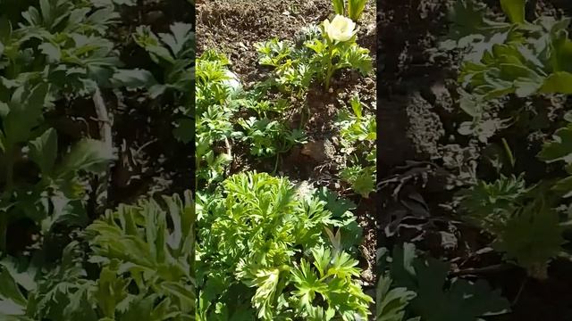 Прострел, сон трава и анемоны. смотреть онлайн