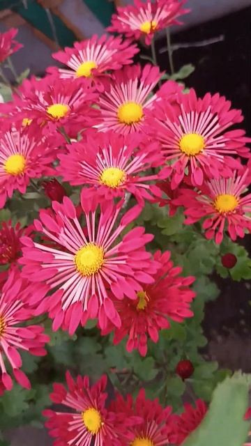 Корейская хризантема. Вересневый бисер. смотреть онлайн