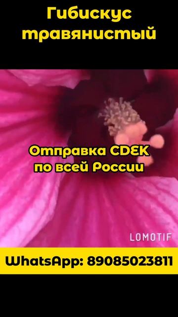 Гибискус, Хосты, гортензии, черенки, саженцы #саженцы #c смотреть онлайн