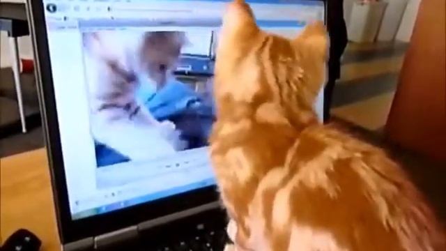 Котята общаются по скайпу!!! Люди мы то отстаем!!! смотреть онлайн