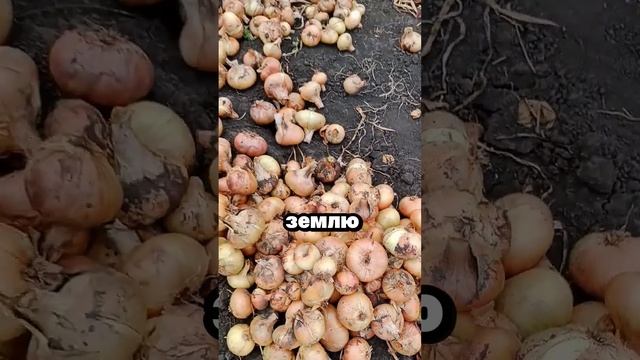 Главное правило огромных луковиц #сад #огород #дача #ра смотреть онлайн