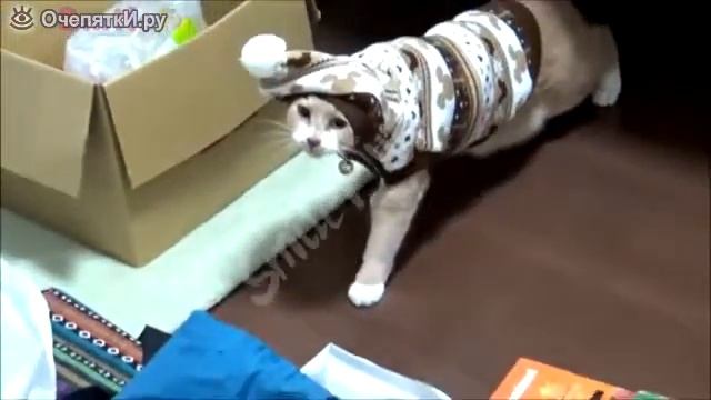 Приколы про котов всем смотреть онлайн