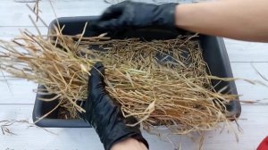 РУКОЛА посевная. СБОР СВОИХ СЕМЯН для будущих посевов