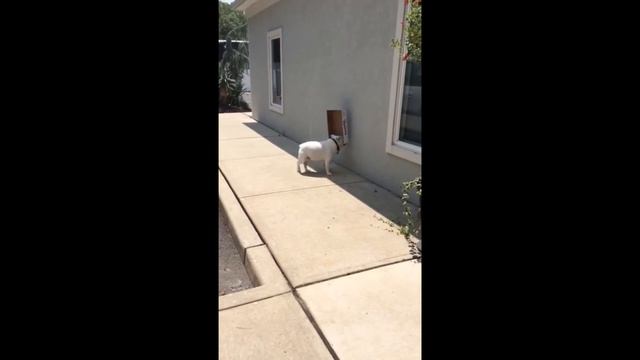 Смешное видео с животными Funny videos Animals смотреть онлайн