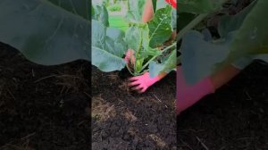 Посадка рассады цветной капусты