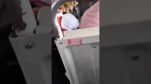 Неистовый бой двух бабушек за место в маршрутке
