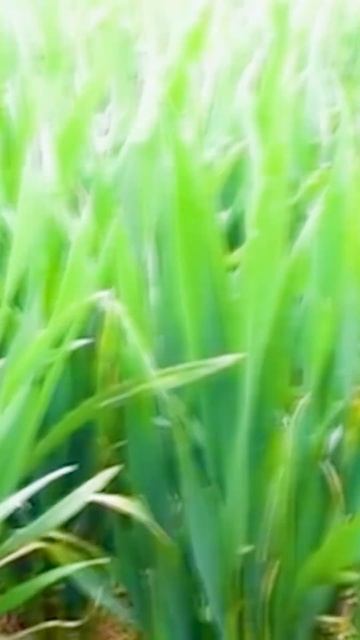 Самая высокая урожайность пшеницы в мире🚀 #урожай #се смотреть онлайн