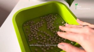 Самый простой способ вырастить микрозелень гороха до?