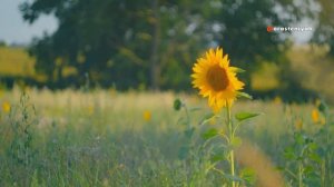Как Вырастить Подсолнух из Семечки Дома 🌻