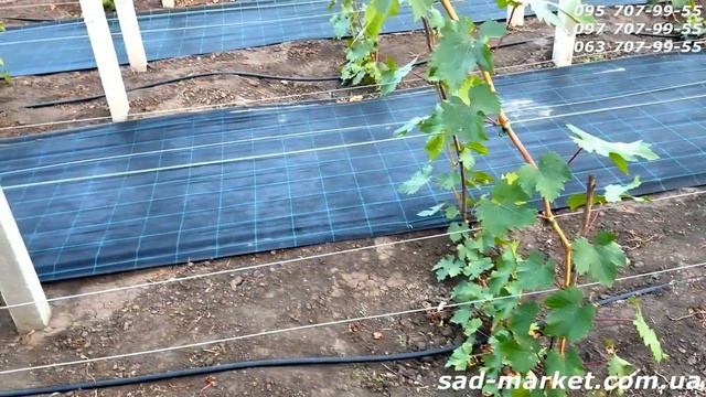 Как сделать виноградник - Советы от А до Я, правильная ? смотреть онлайн