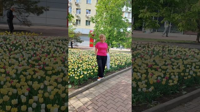 Апрельские цветы Тюльпаны на улице Пушкинской в Росто смотреть онлайн