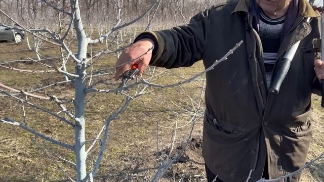 Весенняя обрезка интенсивного сада персика и черешни смотреть онлайн