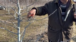 Весенняя обрезка интенсивного сада персика и черешни