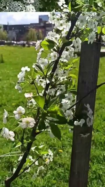 🌿☘️Пишите как называются эти растения? #воздух #лето смотреть онлайн