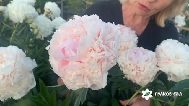 Solange peony. Соланж пион Пулков сад (2024 г) смотреть онлайн