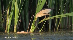 Только рыбаки почувствуют всю боль... Малая выпь