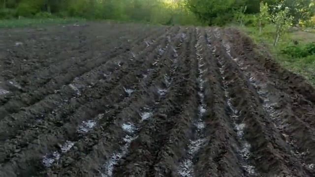 С этой подкормкой картошки будет много ! Как обойтись ? смотреть онлайн