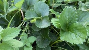 Клубника Альбион, урожай в августе