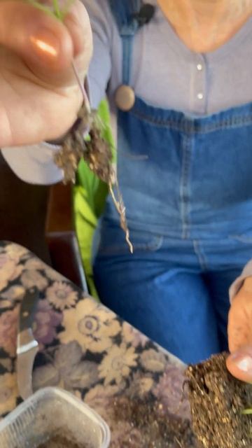 Не загубите рассаду при ПИКИРОВКИ #рассада #пикировка?