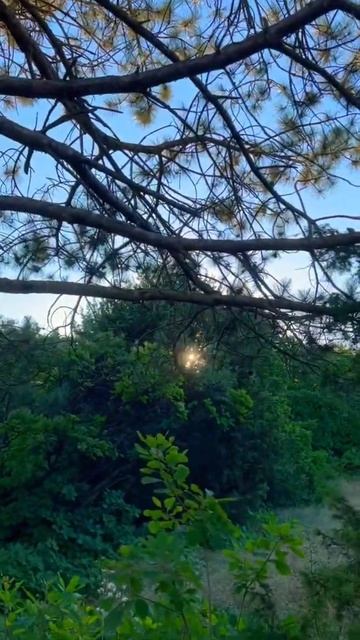 Закат в лесу🌚 полнолуние ♑️ #лунныйкалендарь #астро? смотреть онлайн