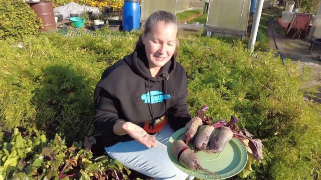 НАПРАСНО СВЕКЛУ ЦИЛИНДРУ МАЛО КТО СЕЕТ. ЛУЧШИЕ СОРТА С