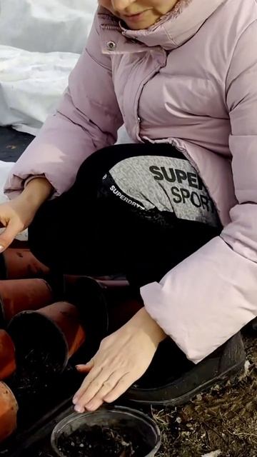 Укрытие растений на зиму #гортензия #сад #гортензии #ла смотреть онлайн