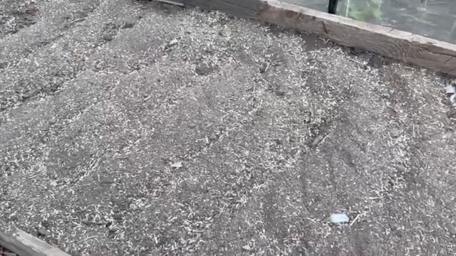 Земля в моей теплице стала плодородная, насыпаю это и ? смотреть онлайн