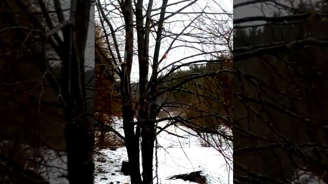 Садоводство Ракитино в Будогощь. Небольшой обзор одно смотреть онлайн