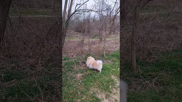 Шпицы на природе воскресенье 🥰 Прогулка) #шпицули