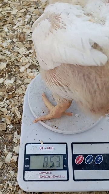 выращивание бройлеров в теплице. сентябрь. день 17й смотреть онлайн