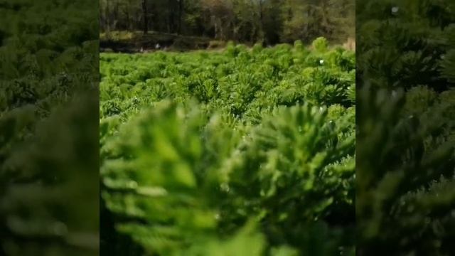 Зелёный пруд смотреть онлайн