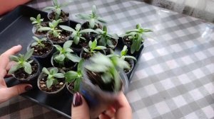 Циния низкорослая. Стоит ли рано сеять семена.