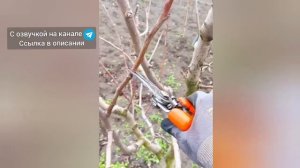 Обрезка дерева - груша плодоносящая 5 лет🍐 #груша #обр?