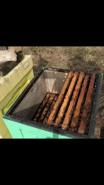 МЫШИ ИСПОРТИЛИ ПОЛОВИНУ РАМОК смотреть онлайн