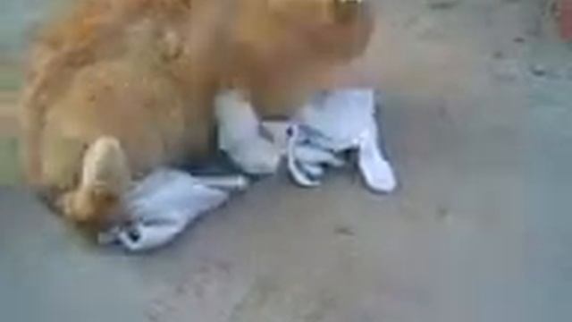 Прикол кот заяц смотреть онлайн
