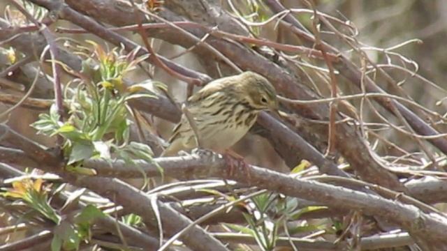 Лесной конёк, или лесная шеврица (лат. Anthus Trivialis)