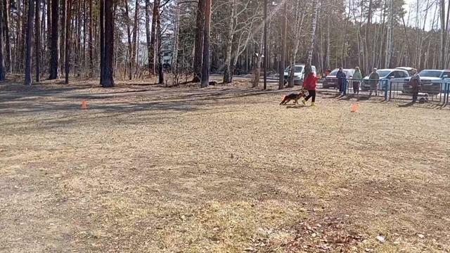 2.  выражено/пож О*ФЭЛИЧИТА ИЗ БЕЛОГО ЯРА (Варгас из Белого Яра – Уллири из Белого Яра)