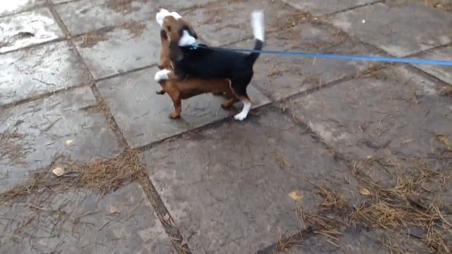 Бигль Басти и такса смотреть онлайн