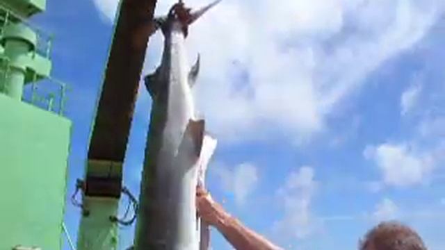 Акула для барбекю смотреть онлайн