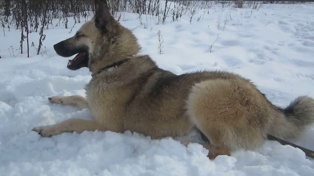Радостный Яшка вырвался на прогулку поваляться на снежке