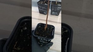 Обрезка годовалых саженцев метельчатой гортензии. 24.03