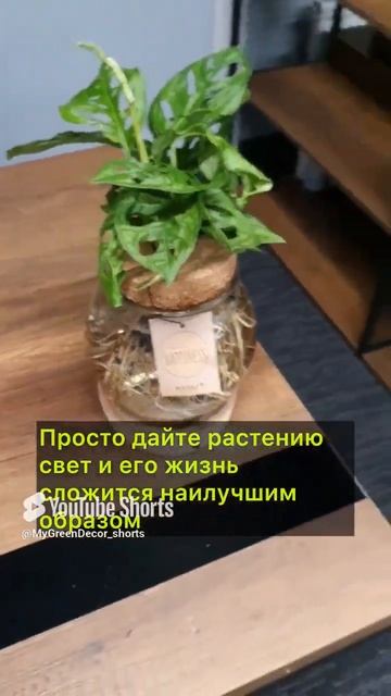 Растения в воде #комнатныерастения #уходзарастениями смотреть онлайн
