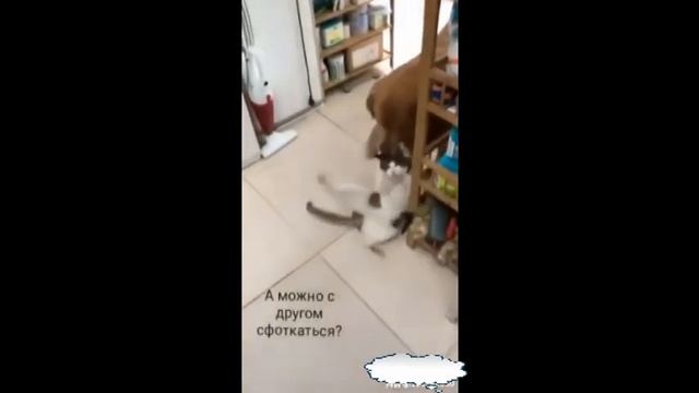Смешные приколы про кошек и собак. Если забыл кота покормить #5. Лошадью ходи. Funny videos. смотреть онлайн